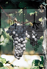 Foto di un grappolo d'uva di Lambrusco Maestri